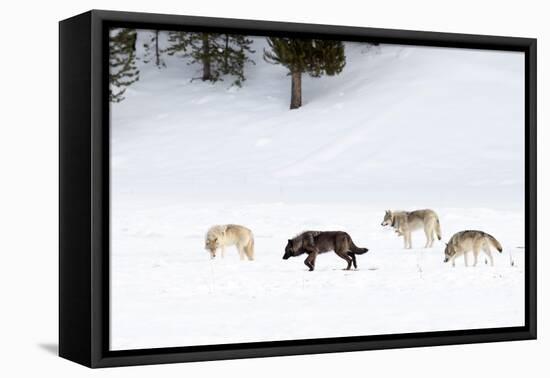 Four Wolves walking in snow, Yellowstone National Park, USA-Danny Green-Framed Premier Image Canvas