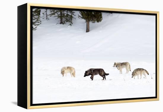 Four Wolves walking in snow, Yellowstone National Park, USA-Danny Green-Framed Premier Image Canvas