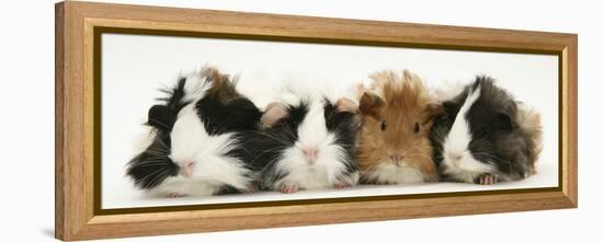 Four Young Guinea-Pigs-Mark Taylor-Framed Premier Image Canvas