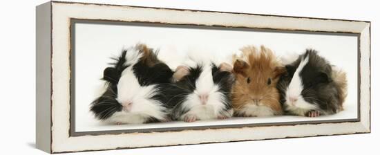 Four Young Guinea-Pigs-Mark Taylor-Framed Premier Image Canvas