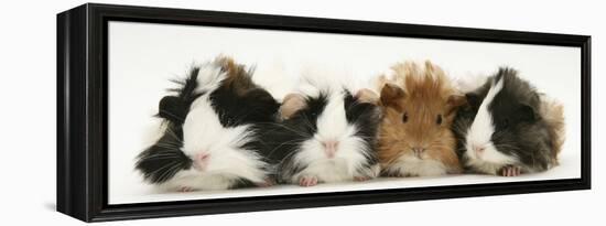 Four Young Guinea-Pigs-Mark Taylor-Framed Premier Image Canvas