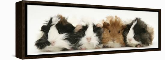 Four Young Guinea-Pigs-Mark Taylor-Framed Premier Image Canvas