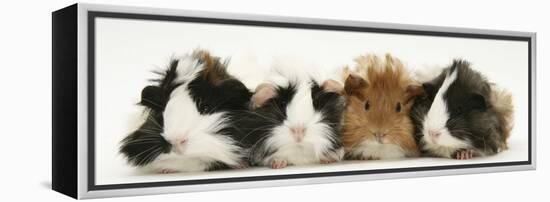 Four Young Guinea-Pigs-Mark Taylor-Framed Premier Image Canvas