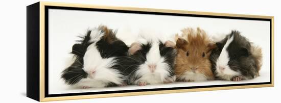 Four Young Guinea-Pigs-Mark Taylor-Framed Premier Image Canvas