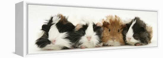 Four Young Guinea-Pigs-Mark Taylor-Framed Premier Image Canvas