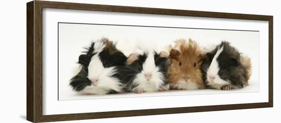 Four Young Guinea-Pigs-Mark Taylor-Framed Photographic Print