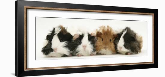 Four Young Guinea-Pigs-Mark Taylor-Framed Photographic Print