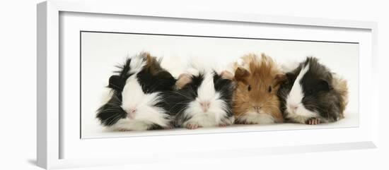 Four Young Guinea-Pigs-Mark Taylor-Framed Photographic Print