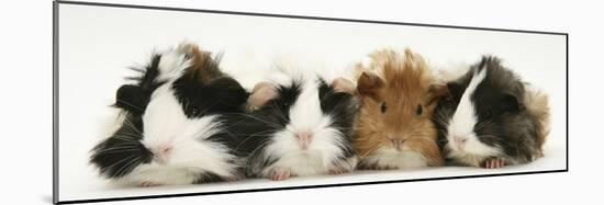 Four Young Guinea-Pigs-Mark Taylor-Mounted Photographic Print