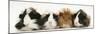 Four Young Guinea-Pigs-Mark Taylor-Mounted Photographic Print