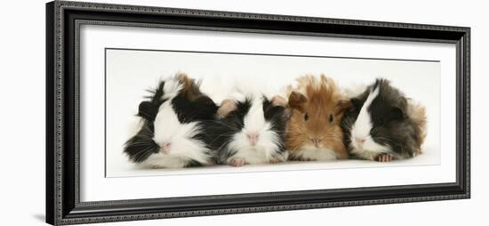 Four Young Guinea-Pigs-Mark Taylor-Framed Photographic Print