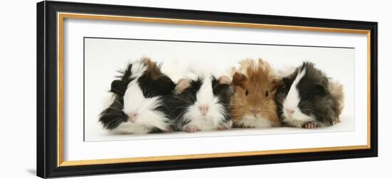 Four Young Guinea-Pigs-Mark Taylor-Framed Photographic Print