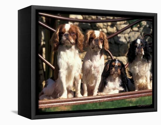 Four Young King Charles Cavalier Spaniels-Adriano Bacchella-Framed Premier Image Canvas