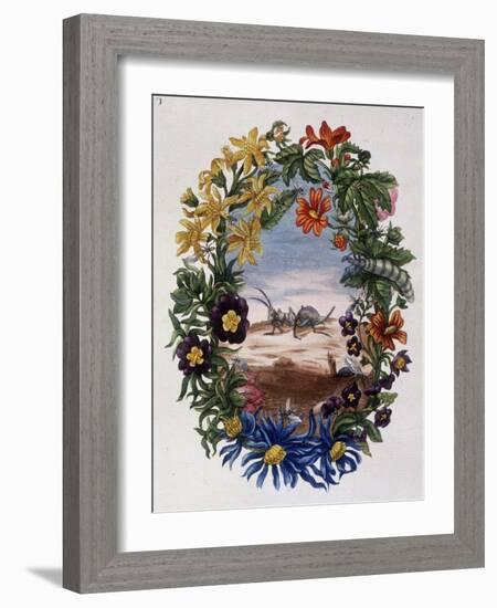 Fourmi - by Maria Sibylla Merian, 18Th Century-Maria Sibylla Graff Merian-Framed Giclee Print