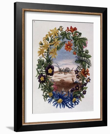 Fourmi - by Maria Sibylla Merian, 18Th Century-Maria Sibylla Graff Merian-Framed Giclee Print