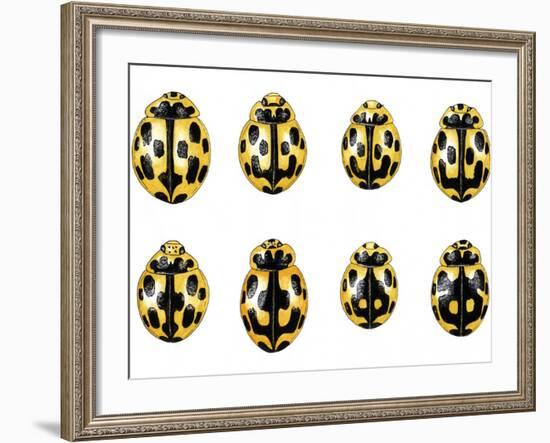 Fourteen-spot Ladybird Colouration-Dr. Keith Wheeler-Framed Photographic Print