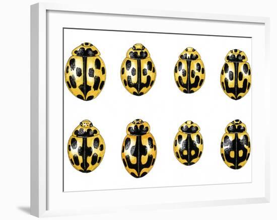 Fourteen-spot Ladybird Colouration-Dr. Keith Wheeler-Framed Photographic Print