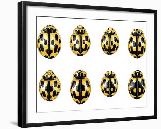 Fourteen-spot Ladybird Colouration-Dr. Keith Wheeler-Framed Photographic Print