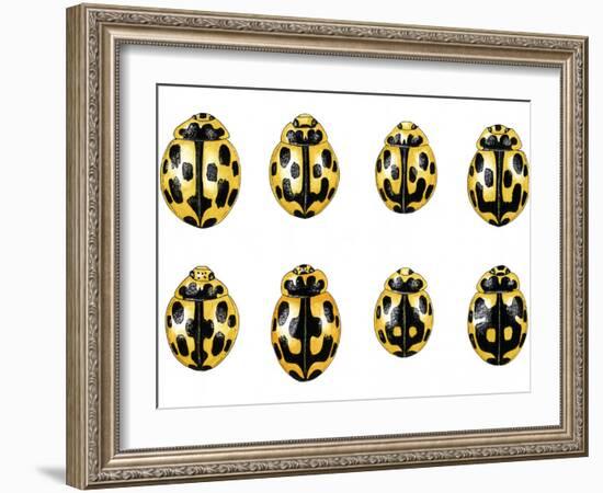 Fourteen-spot Ladybird Colouration-Dr. Keith Wheeler-Framed Photographic Print