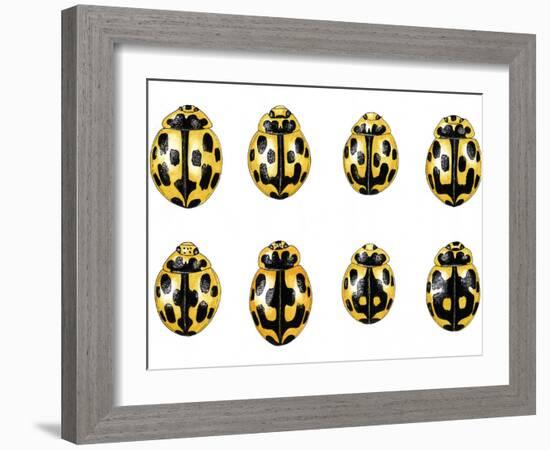 Fourteen-spot Ladybird Colouration-Dr. Keith Wheeler-Framed Photographic Print