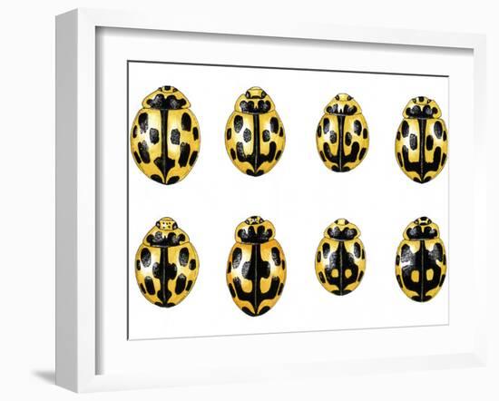 Fourteen-spot Ladybird Colouration-Dr. Keith Wheeler-Framed Photographic Print