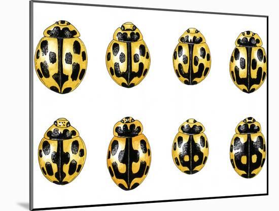 Fourteen-spot Ladybird Colouration-Dr. Keith Wheeler-Mounted Photographic Print