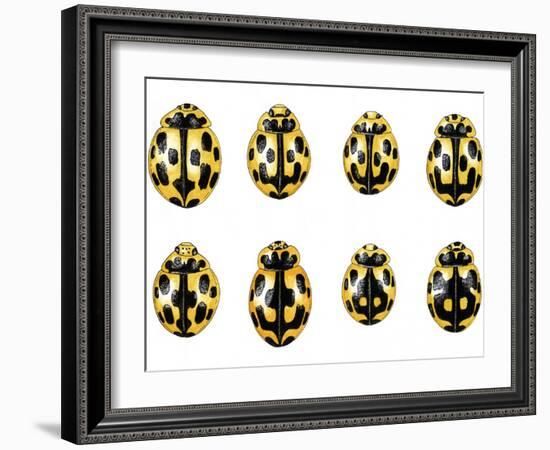 Fourteen-spot Ladybird Colouration-Dr. Keith Wheeler-Framed Photographic Print