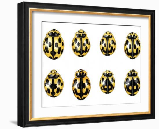 Fourteen-spot Ladybird Colouration-Dr. Keith Wheeler-Framed Photographic Print