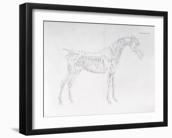 Fourth Anatomical Table, from 'The Anatomy of the Horse' (Engraving)-George Stubbs-Framed Giclee Print
