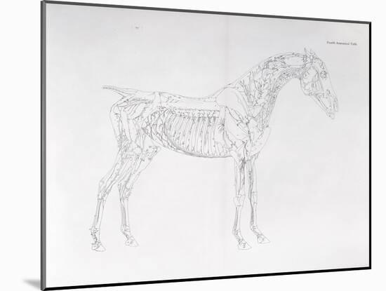 Fourth Anatomical Table, from 'The Anatomy of the Horse' (Engraving)-George Stubbs-Mounted Giclee Print