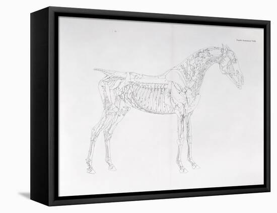 Fourth Anatomical Table, from 'The Anatomy of the Horse' (Engraving)-George Stubbs-Framed Premier Image Canvas