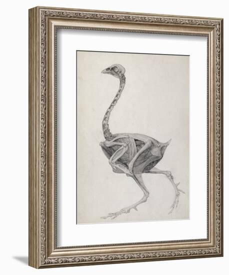 Fowl: Lateral View, Deeply Disecting-George Stubbs-Framed Giclee Print