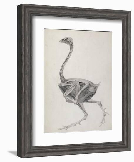 Fowl: Lateral View, Deeply Disecting-George Stubbs-Framed Giclee Print