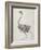 Fowl: Lateral View, Deeply Disecting-George Stubbs-Framed Giclee Print