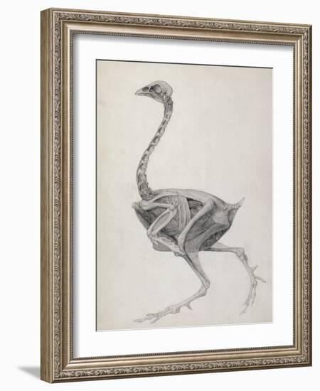 Fowl: Lateral View, Deeply Disecting-George Stubbs-Framed Giclee Print