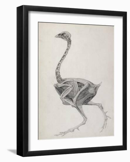 Fowl: Lateral View, Deeply Disecting-George Stubbs-Framed Giclee Print