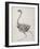 Fowl: Lateral View, Deeply Disecting-George Stubbs-Framed Giclee Print