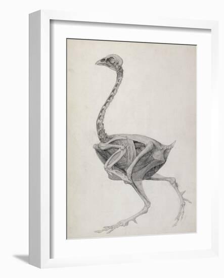 Fowl: Lateral View, Deeply Disecting-George Stubbs-Framed Giclee Print