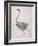 Fowl: Lateral View, Deeply Disecting-George Stubbs-Framed Giclee Print