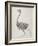 Fowl: Lateral View, Deeply Disecting-George Stubbs-Framed Giclee Print