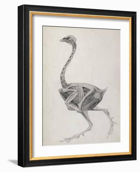 Fowl: Lateral View, Deeply Disecting-George Stubbs-Framed Giclee Print