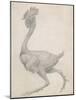 Fowl: Lateral View with Most Feathers Removed-George Stubbs-Mounted Giclee Print