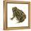 Fowler's Toad (Bufo Fowleri), Amphibians-Encyclopaedia Britannica-Framed Stretched Canvas