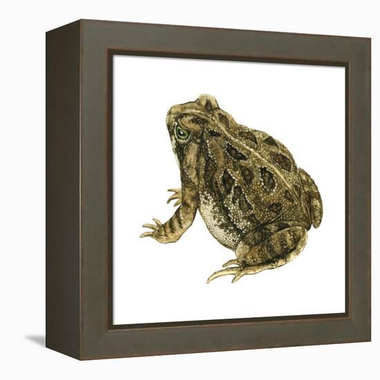 Fowler's Toad (Bufo Fowleri), Amphibians-Encyclopaedia Britannica-Framed Stretched Canvas