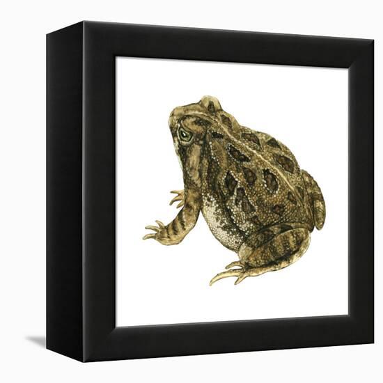 Fowler's Toad (Bufo Fowleri), Amphibians-Encyclopaedia Britannica-Framed Stretched Canvas