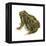 Fowler's Toad (Bufo Fowleri), Amphibians-Encyclopaedia Britannica-Framed Stretched Canvas