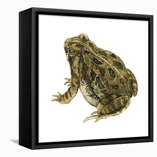 Fowler's Toad (Bufo Fowleri), Amphibians-Encyclopaedia Britannica-Framed Stretched Canvas