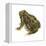 Fowler's Toad (Bufo Fowleri), Amphibians-Encyclopaedia Britannica-Framed Stretched Canvas