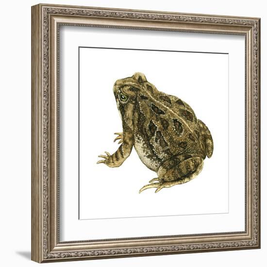 Fowler's Toad (Bufo Fowleri), Amphibians-Encyclopaedia Britannica-Framed Art Print