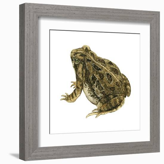 Fowler's Toad (Bufo Fowleri), Amphibians-Encyclopaedia Britannica-Framed Art Print